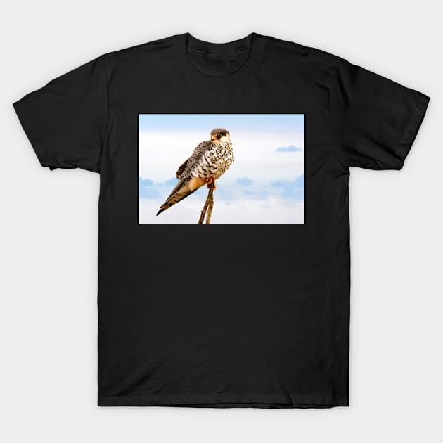 Falcon T-Shirt by kawaii_shop